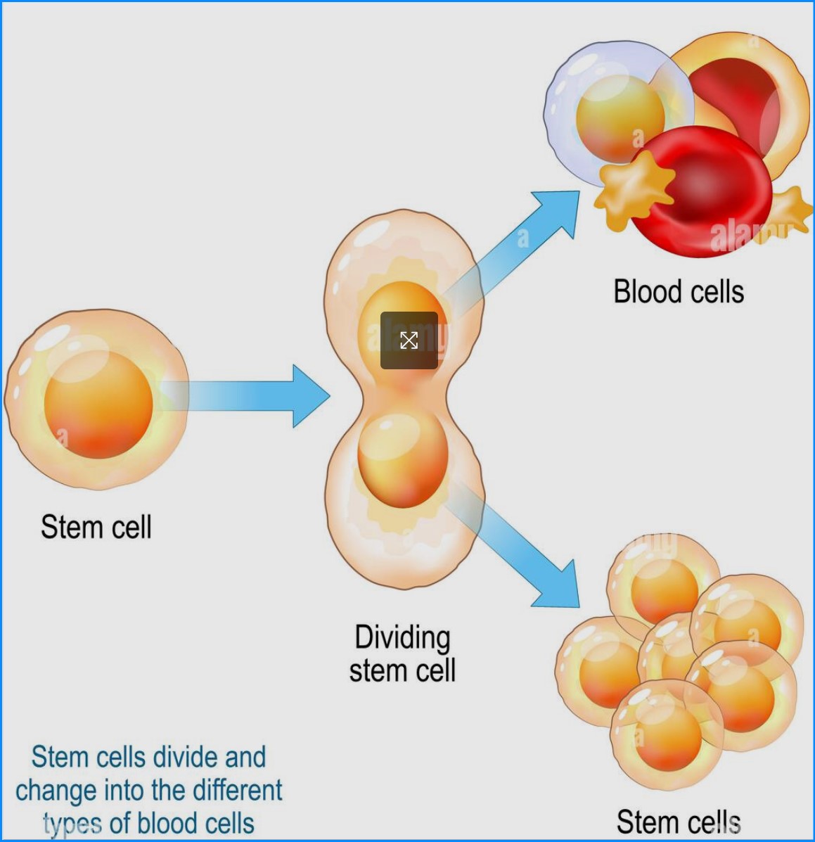 Stem Cell Therapy